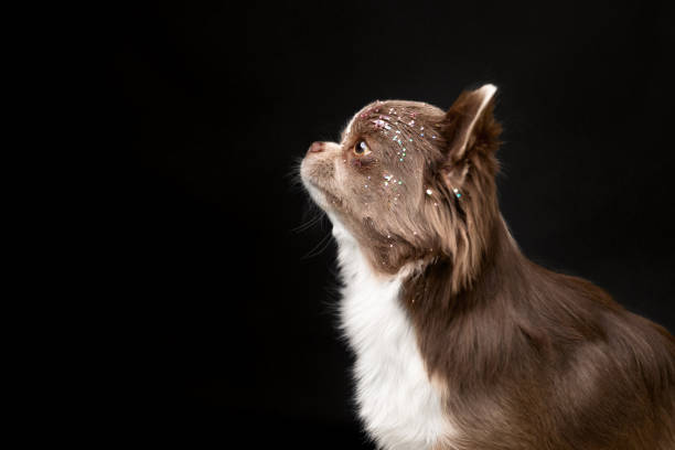 istock Chihuahua Dog Looking Up with Glitter in Dark Studio Portrait 2186607664