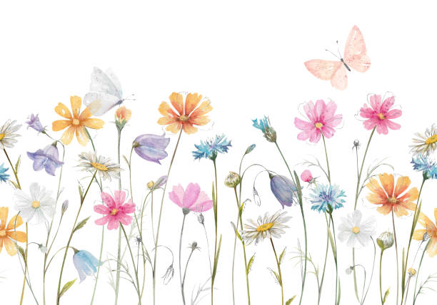Watercolor wildflowers seamless pattern. Hand drawn cosmea, bluebells, cornflowers, chamomile Watercolor wildflowers seamless pattern. Hand drawn cosmea, bluebells, blue cornflowers, chamomile and daisies with flying butterflies isolated on white background. Botanical illustration for designs butterfly purple blue isolated stock illustrations