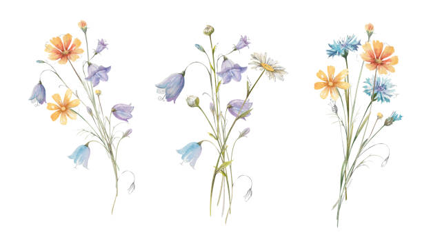 istock Hand drawn watercolor bouquets of bluebells, cornflowers, cosmea, daisies and chamomile illustration 2186609616