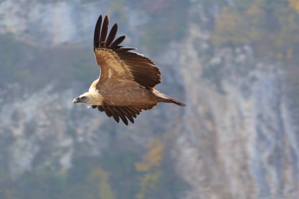 istock Eurasian griffon vulture flying 2186611150