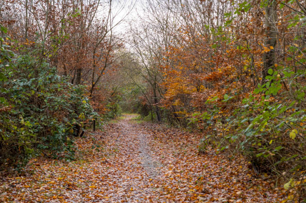 istock Forest path covered in fallen leaves during the autumn season 2186611430