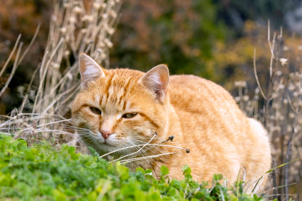 Red cat lying on a grass