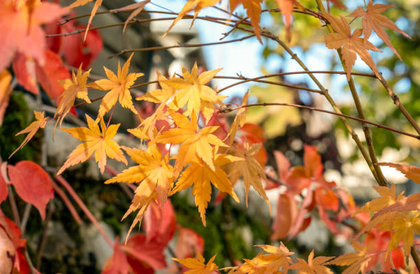 istock Autumn leaves at sunny day 2186613046
