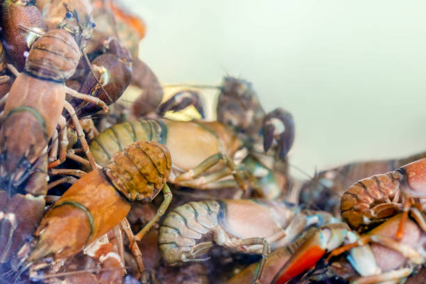 colorful live crayfish for sale in Ioannina