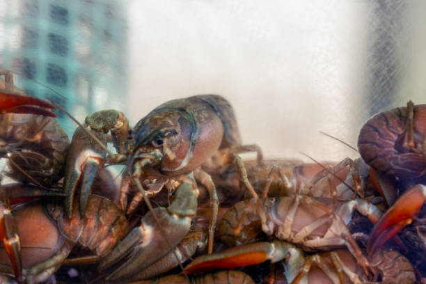 Fresh lobster in restaurant aquarium, soon to be served. Vibrant colors and anticipation capture the essence of gourmet dining.
