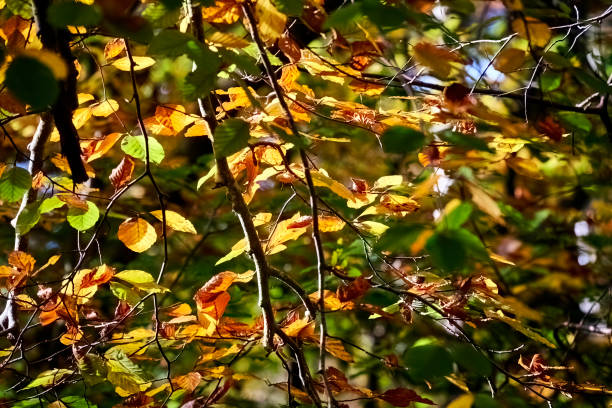 istock Sunlight filtering through colorful autumn leaves on branches 2186613337