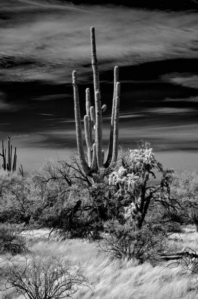istock Sonora Desert Arizona in Infrared 2186613794