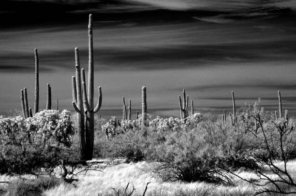 istock Sonora Desert Arizona in Infrared 2186613827