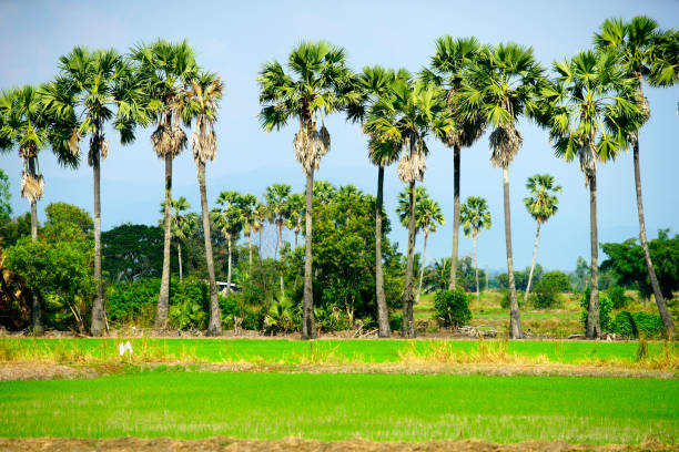 A picturesque rice field in vibrant green contrasts beautifully with tall palm trees. The serene landscape under a clear blue sky captures the essence of tranquil rural life.