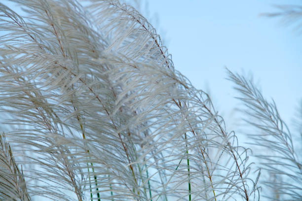istock Delicate Reeds Dancing in the Gentle Breeze Under Clear Sky 2186615680