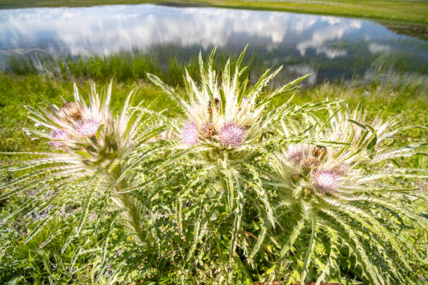 Elk Thistle (Cirsium scariosum) in Yellowstone National Park, Wyoming