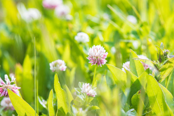 Alsike Clover (Trifolium hybridum) at Yellowstone National Park, Wyoming