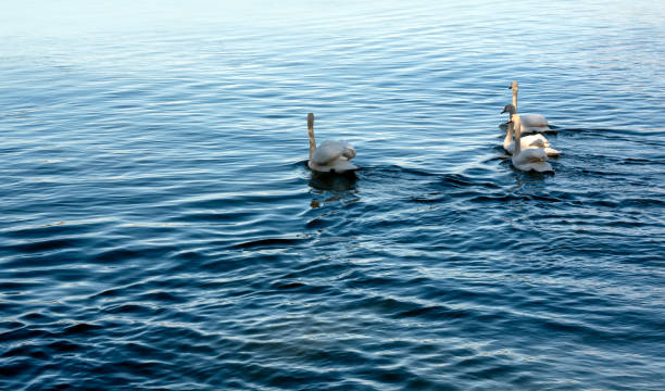 White swans in the lake in Ioannina