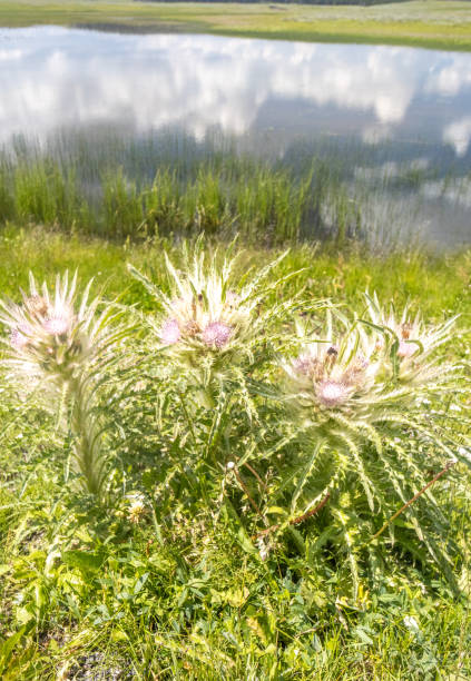 Elk Thistle (Cirsium scariosum) in Yellowstone National Park, Wyoming