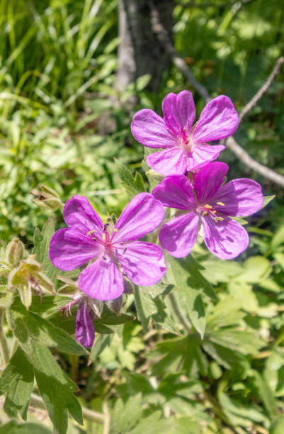Sticky Geranium (Geranium viscosissimum) at Yellowstone National Park, Wyoming