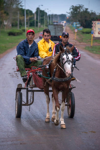 two horses harnessed to a chariot. The horses are black in color and have beautiful decorations.