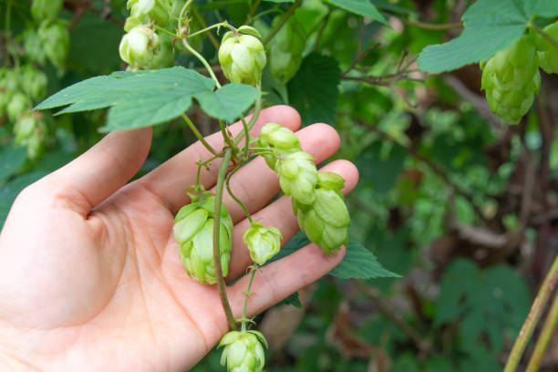 istock Humulus lupulus in hand. the common hop, hops. 2186626232