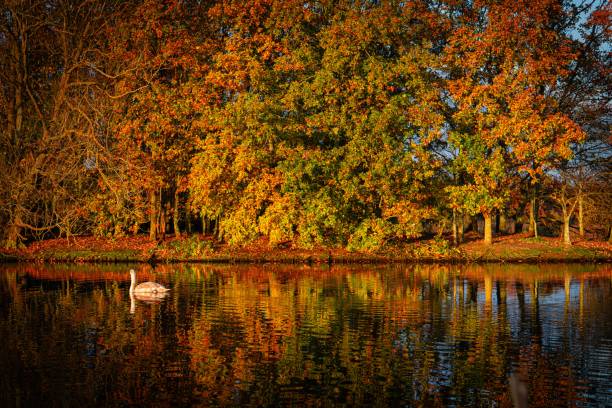 Serene autumn landscape with vibrant foliage reflecting on a tranquil pond, featuring a lone swan gliding gracefully.
