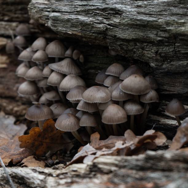 istock Shot of mushrooms growing under a stone, surrounded by natural earth elements. 2186629147