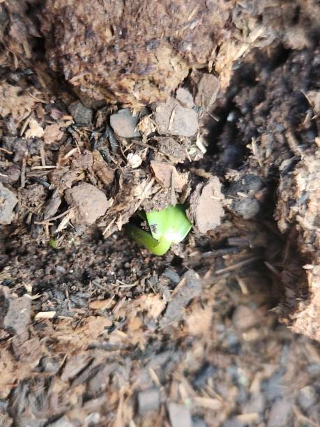 istock The Beginning of Life: Pickling Cucumber Seeds Sprouting, Seed Germination, First Steps, Green Shoots, Growing the Future, Developing Pickling Cucumber Seeds, From Soil to Life 2186630050