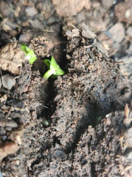 istock The Beginning of Life: Pickling Cucumber Seeds Sprouting, Seed Germination, First Steps, Green Shoots, Growing the Future, Developing Pickling Cucumber Seeds, From Soil to Life 2186630067