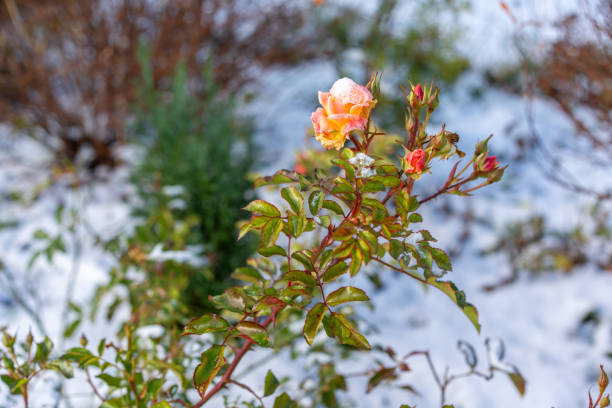 A perfect rose continues to bloom late in the season in a Cape Cod garden.