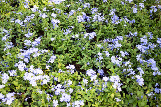 istock Tropical plants at flower market 2186632037