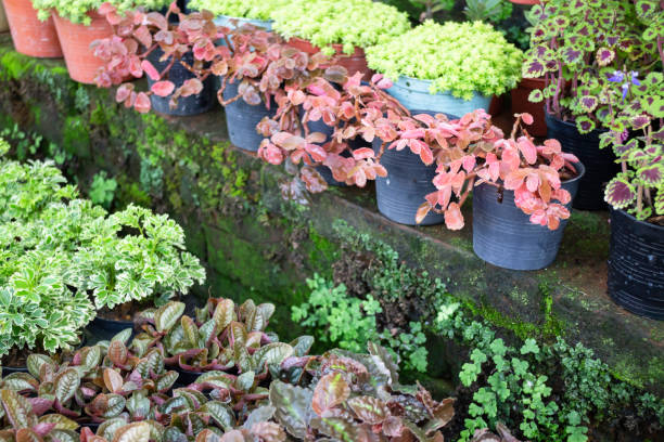 istock Tropical plants at flower market 2186632124