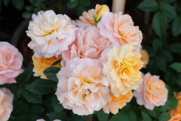 istock Tropical plants at flower market 2186632184
