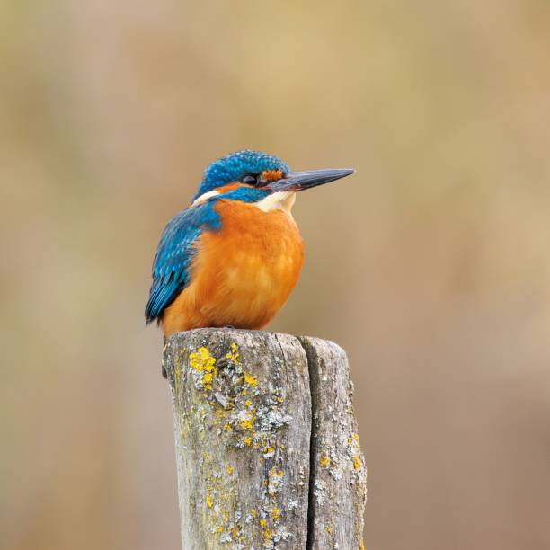 istock Vibrant kingfisher on a wooden post 2186632261