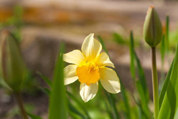 a yellow flower with water drops on it