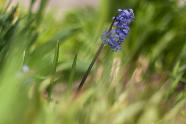 a purple flower is growing in the grass.