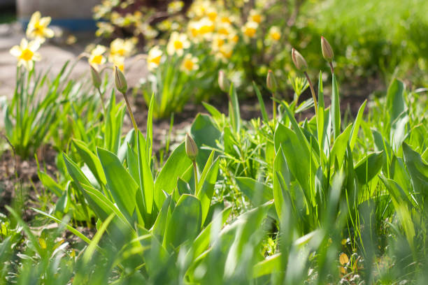 istock a purple flower is growing in the grass 2186633670
