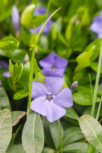 istock a purple flower is growing in the grass 2186633693