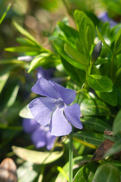 istock a purple flower is growing in the grass 2186633697