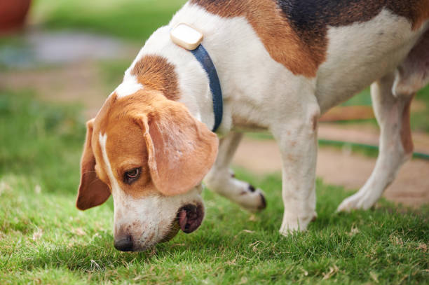 istock Beagle dog with smart collar 2186634690