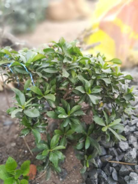 istock The little plant view with green leaves 2186634904