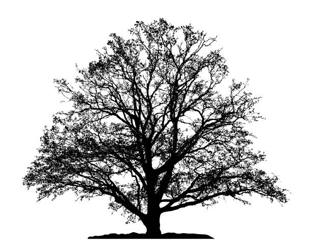 Natural silhouette of oak tree on white background.