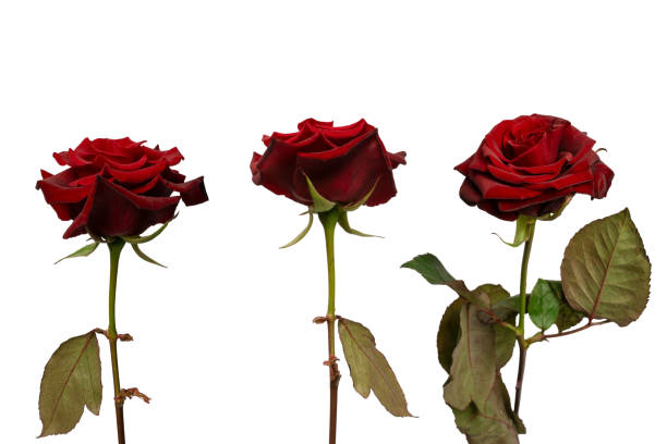 istock Beautiful red rose isolated on white background. 2186636325