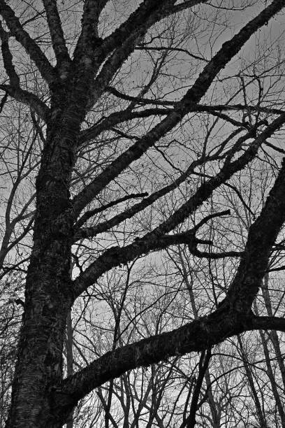 istock Yellow birch tree against sky, black and white 2186637818
