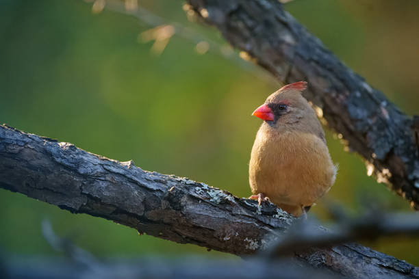 Front view of a female Northern Cardinal, Cardinalis cardinalis, perched on a branch.
