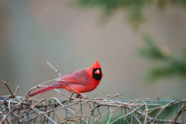A male Northern Cardinal, Cardinalis cardinalis, perched on a wire fence.