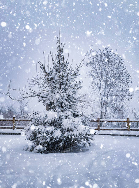 istock Snow-Covered Pine Tree in Winter Wonderland 2186639924