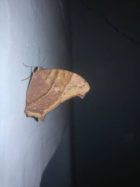 istock The butterfly view on the wall 2186640819