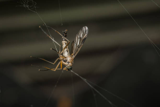 istock Close-up of a snake mosquito in a spider net, Germany 2186641826