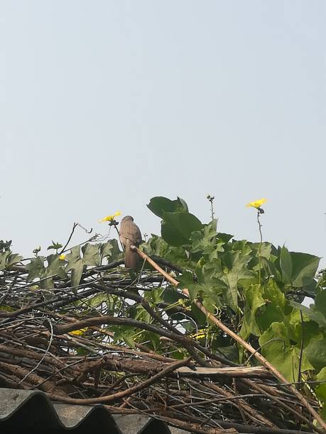 The bird seat on the plant vines