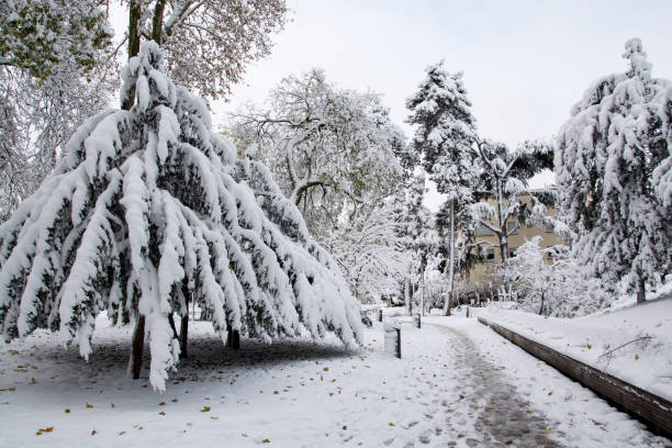 istock trees covered by the snow in a public garden 2186642037
