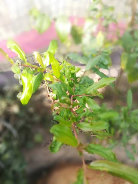 istock The pomegranate green plant view on the pot 2186642243