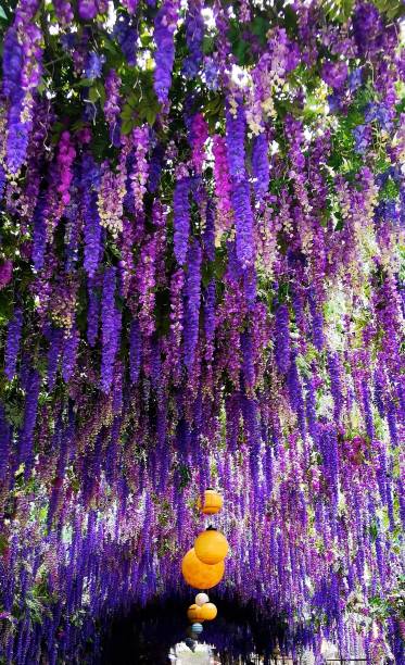 Wisteria sinensis