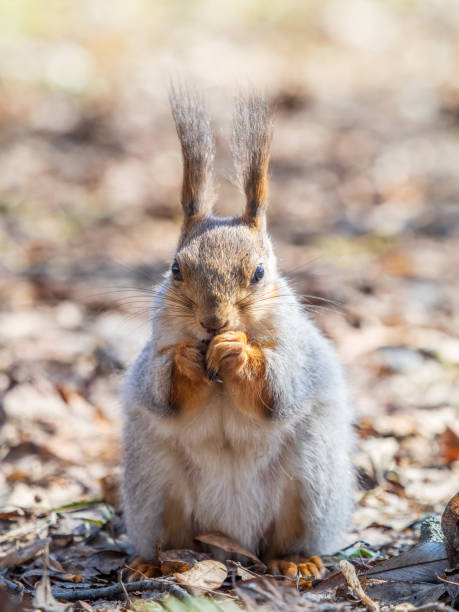 istock Squirrel in autumn or spring with nut on the green grass with fallen yellow leaves 2186643015